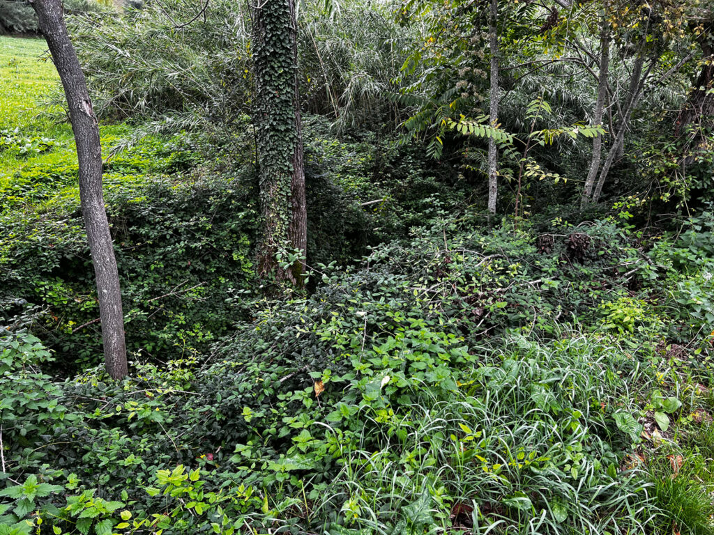 In questo punto si vedono alcuni alberi spuntare da una vegetazione, sotto ci sarebbe il canale che non si vede, sommerso dalla vegetazione